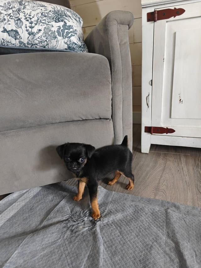 Brussels Griffon Puppies media 6