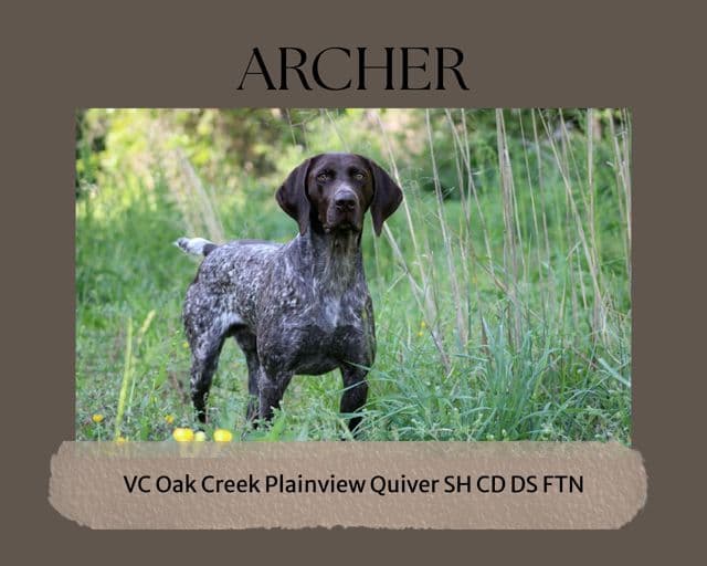 German Shorthaired Pointer Puppies media 2