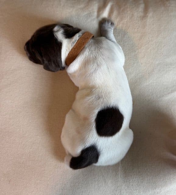 German Shorthaired Pointer Puppies media 3