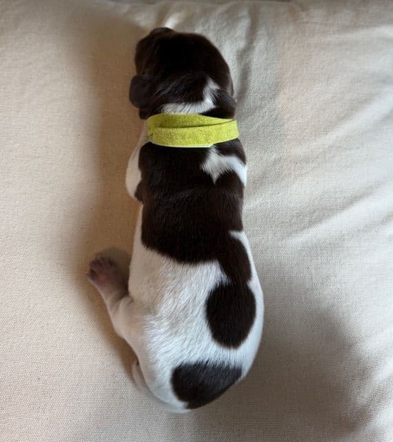 German Shorthaired Pointer Puppies media 4
