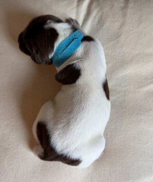 German Shorthaired Pointer Puppies media 6