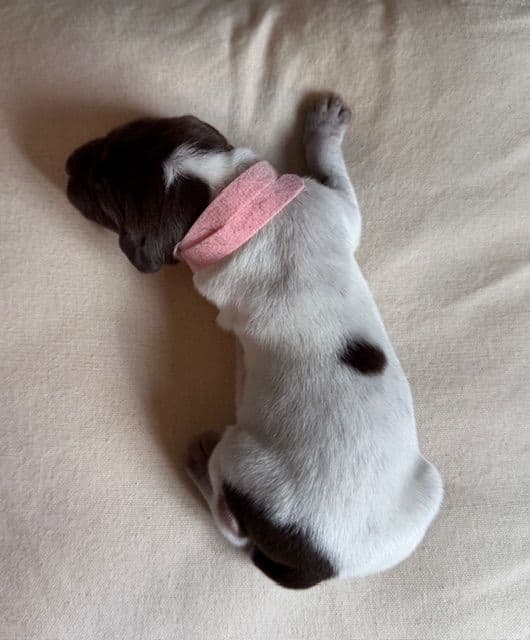 German Shorthaired Pointer Puppies media 8