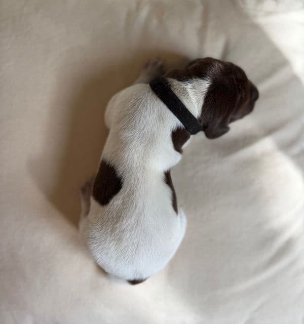 German Shorthaired Pointer Puppies media 10