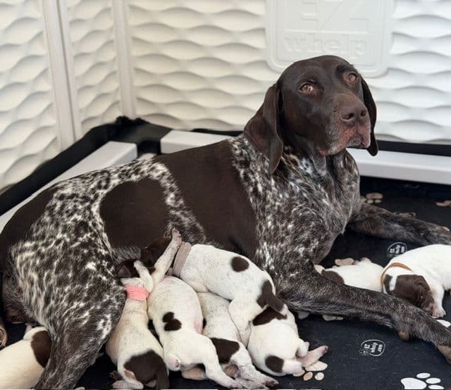 German Shorthaired Pointer Puppies media 11
