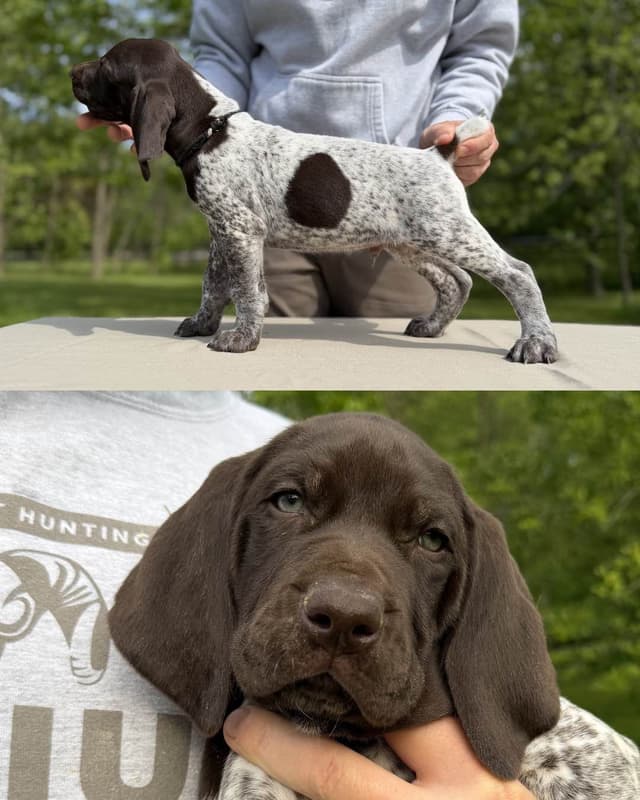 German Shorthaired Pointer Puppies media 12