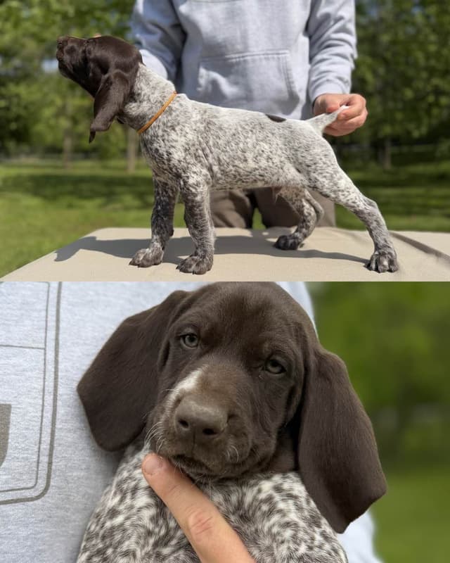 German Shorthaired Pointer Puppies media 13