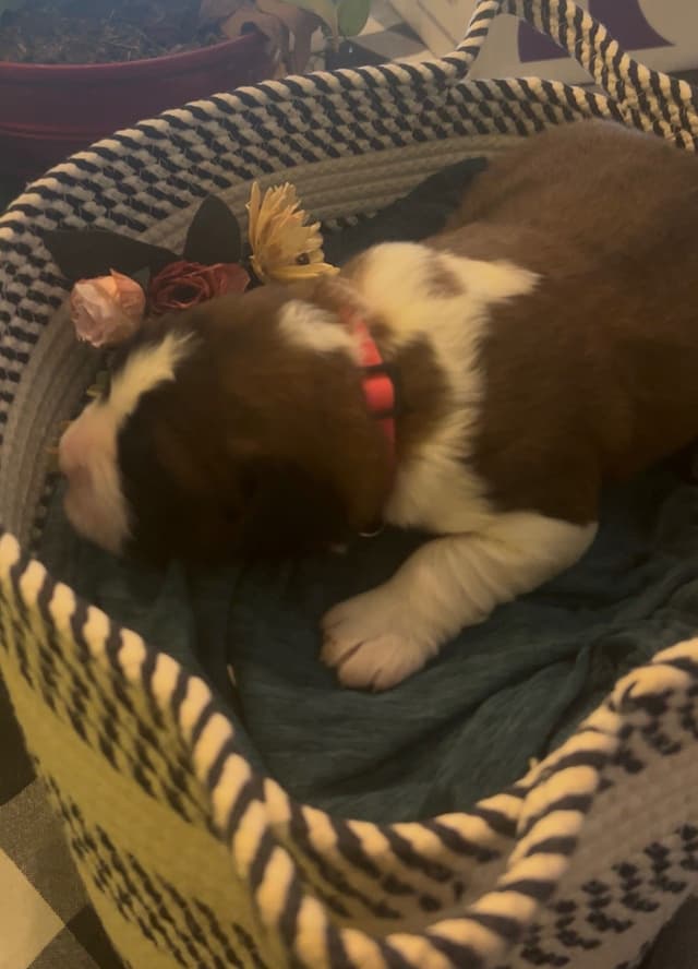 Saint Bernard Puppies media 2