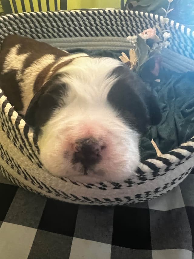Saint Bernard Puppies media 3