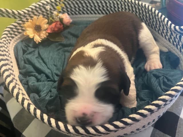 Saint Bernard Puppies media 5