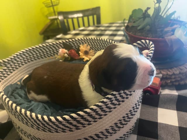 Saint Bernard Puppies media 6