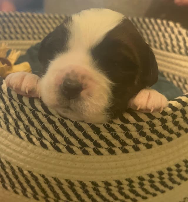 Saint Bernard Puppies media 7