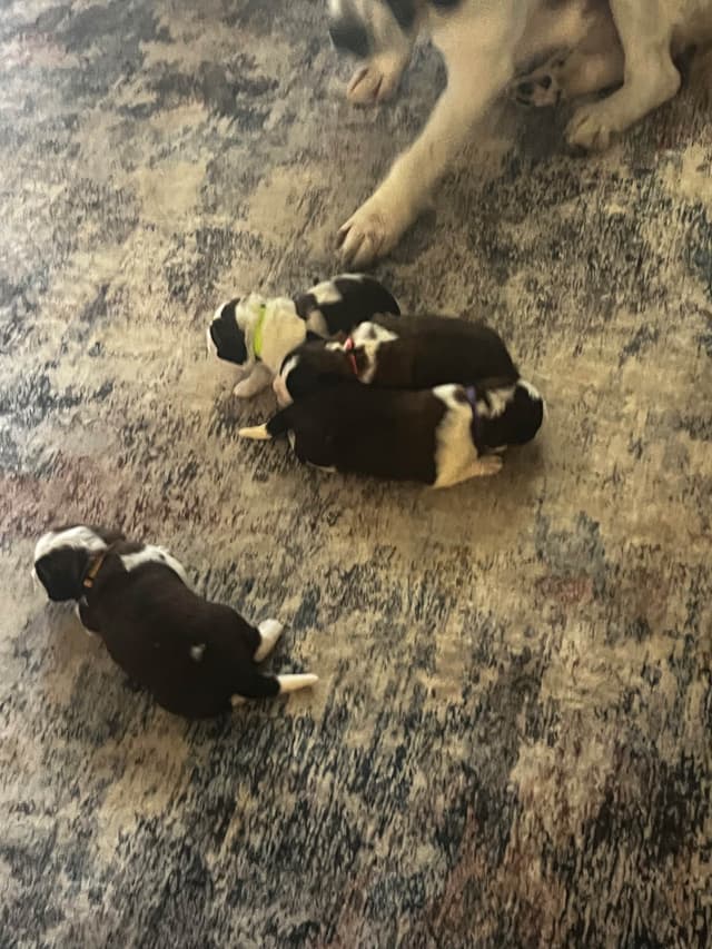 Saint Bernard Puppies media 8