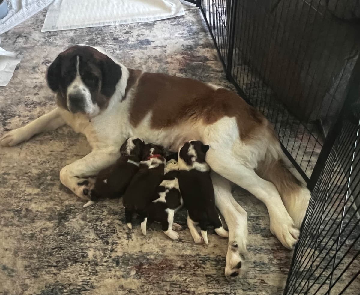 Saint Bernard Puppies breeder image 3