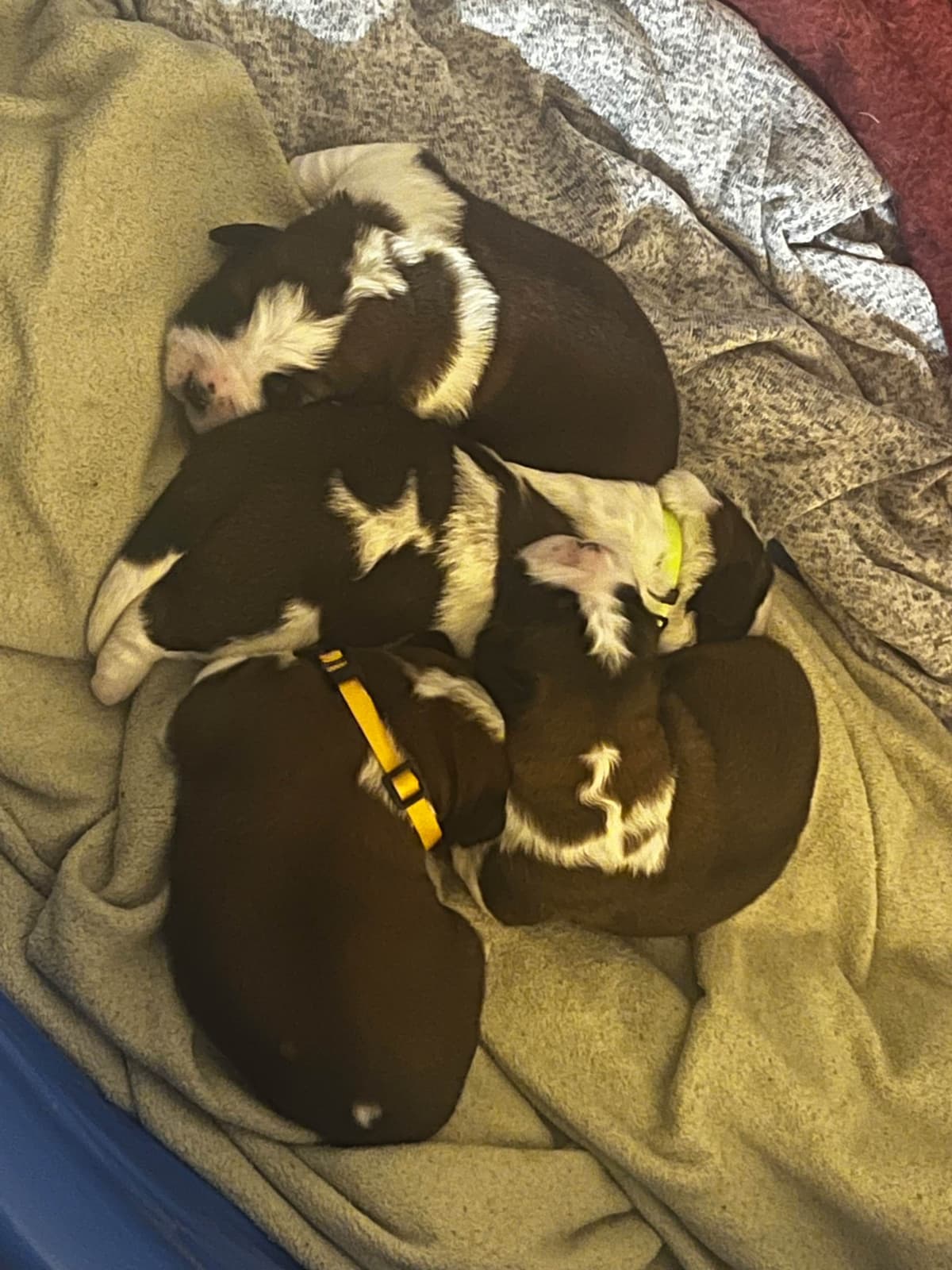 Saint Bernard Puppies breeder image 4
