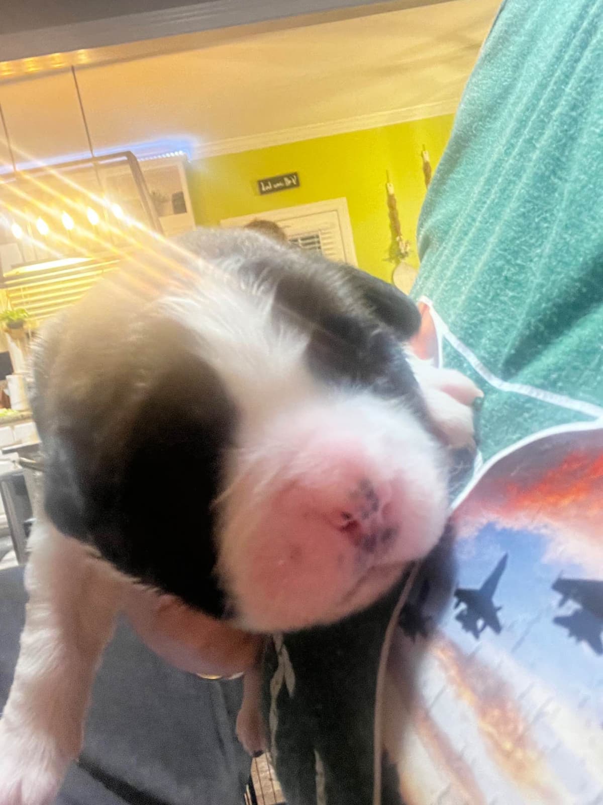 Saint Bernard Puppies breeder image 6