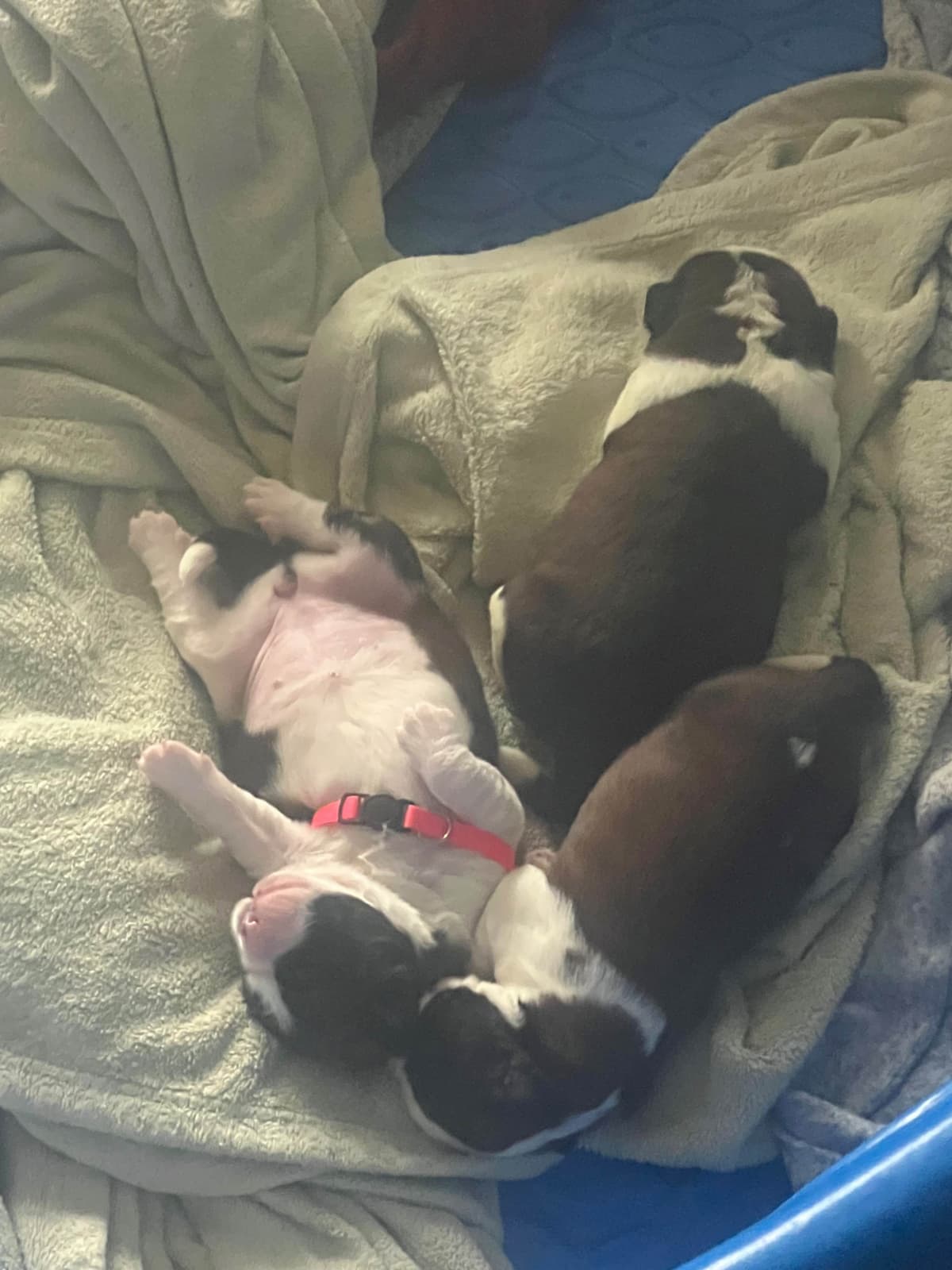 Saint Bernard Puppies breeder image 7