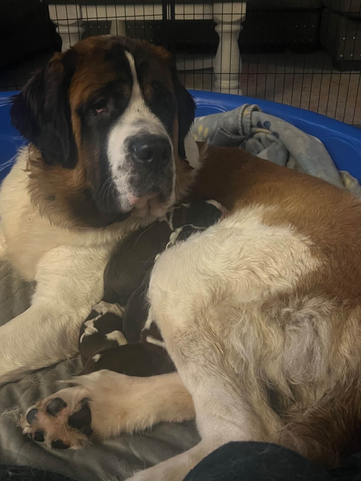 Saint Bernard Puppies breeder image 8