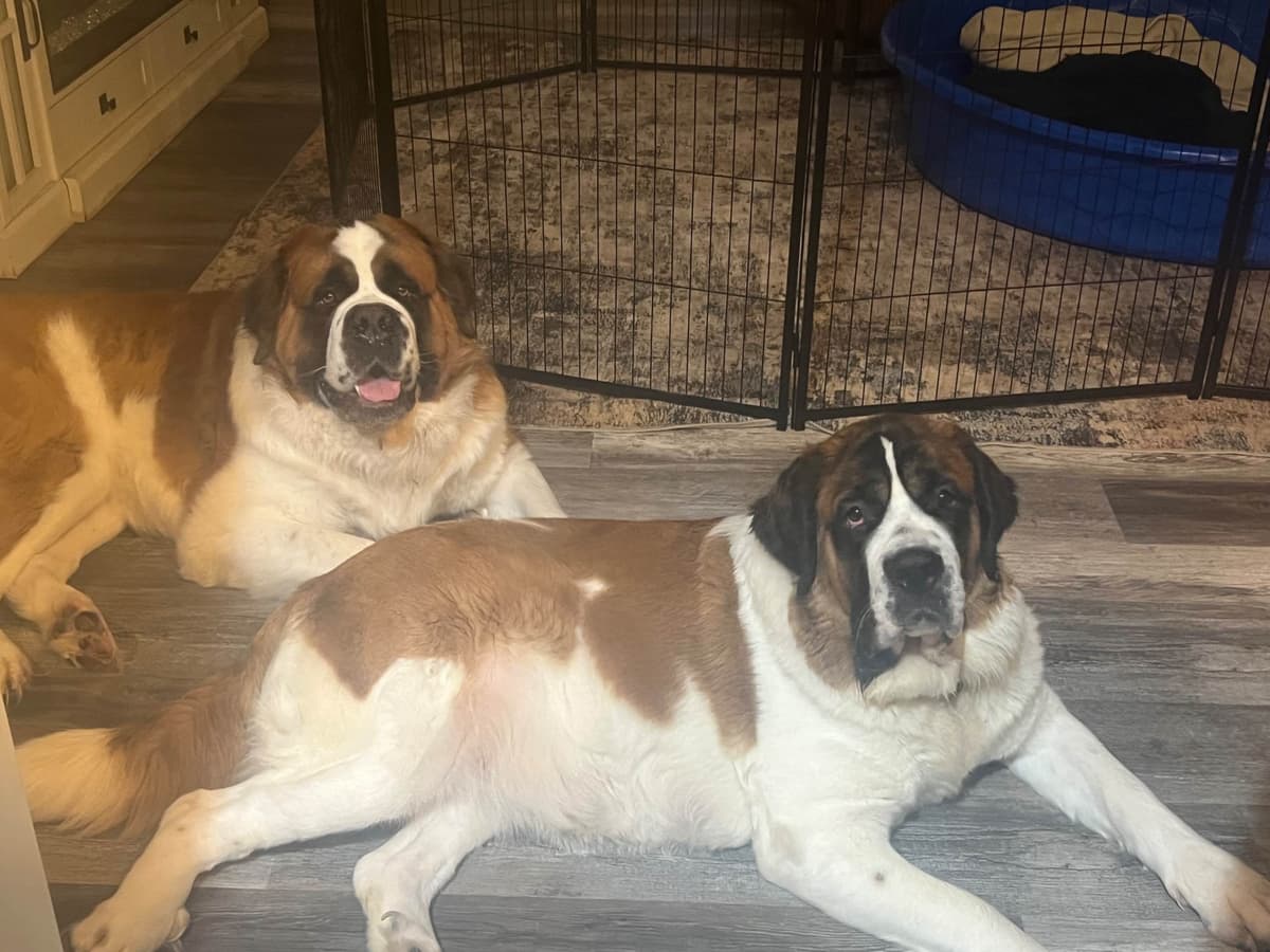 Saint Bernard Puppies breeder image 10