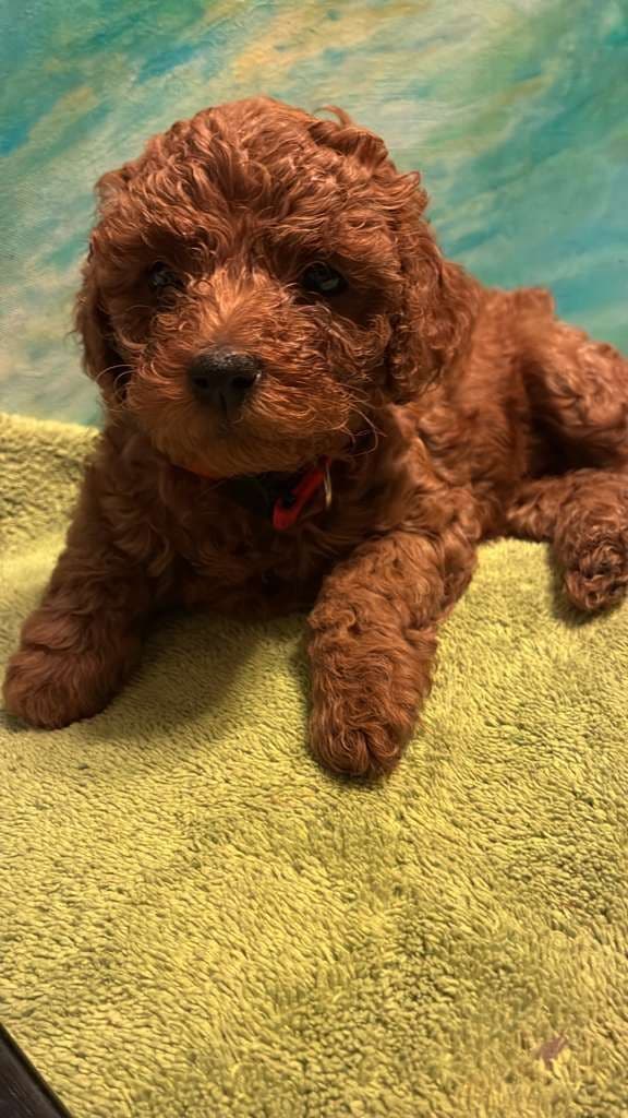 Poodle Puppies media 2