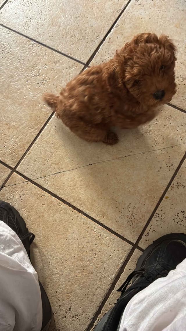 Poodle Puppies media 4