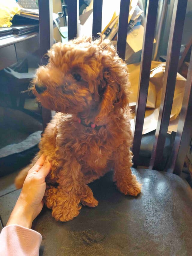 Poodle Puppies media 5