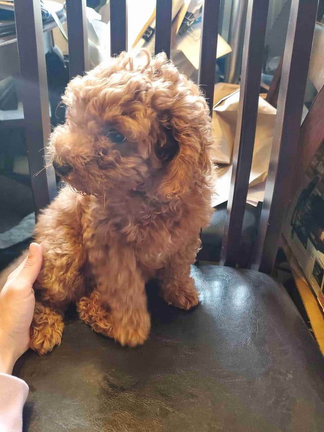 Poodle Puppies media 6