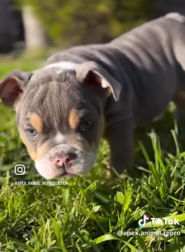 Bulldog Puppies media 3