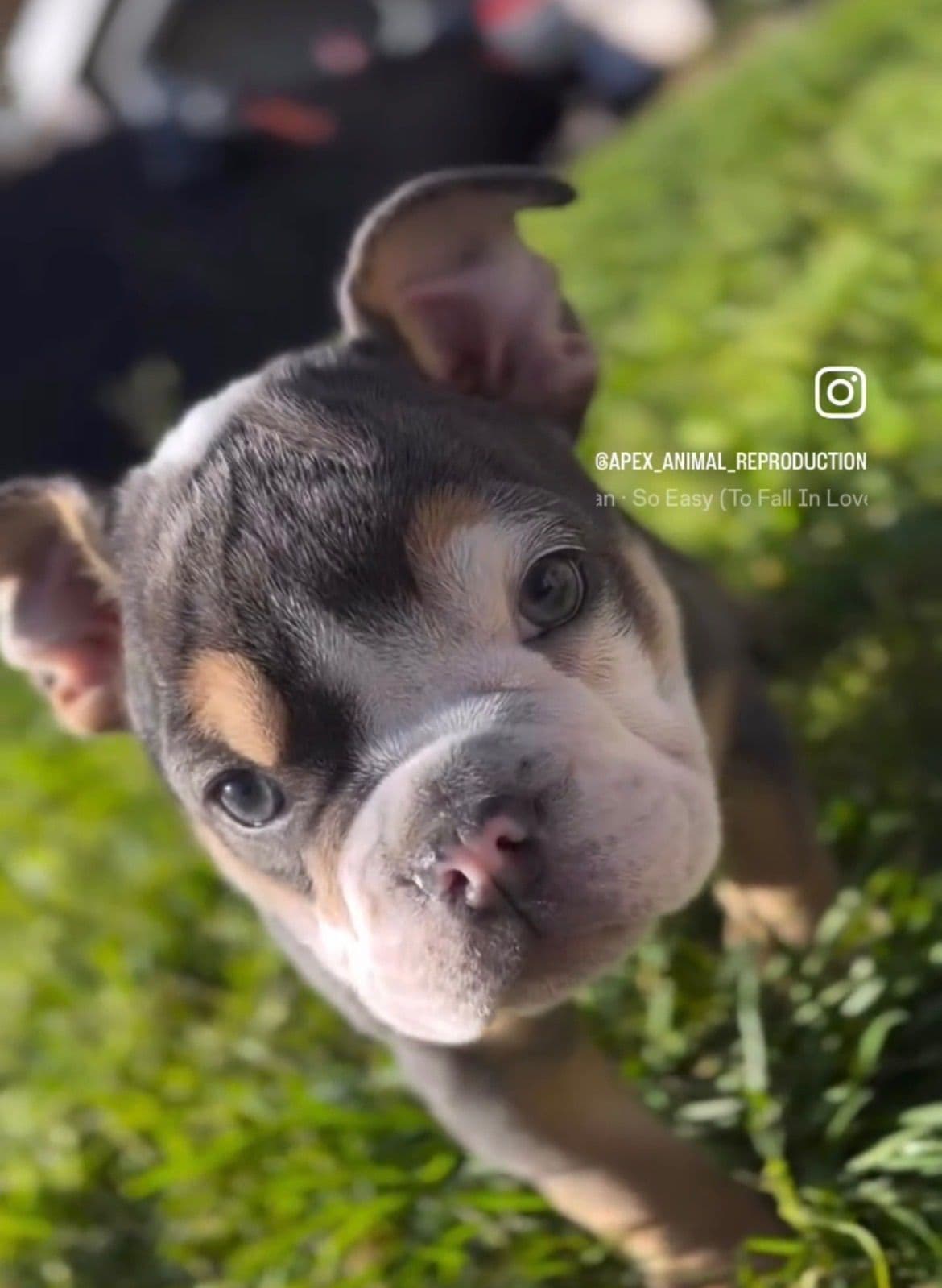 Bulldog Puppies breeder image 4