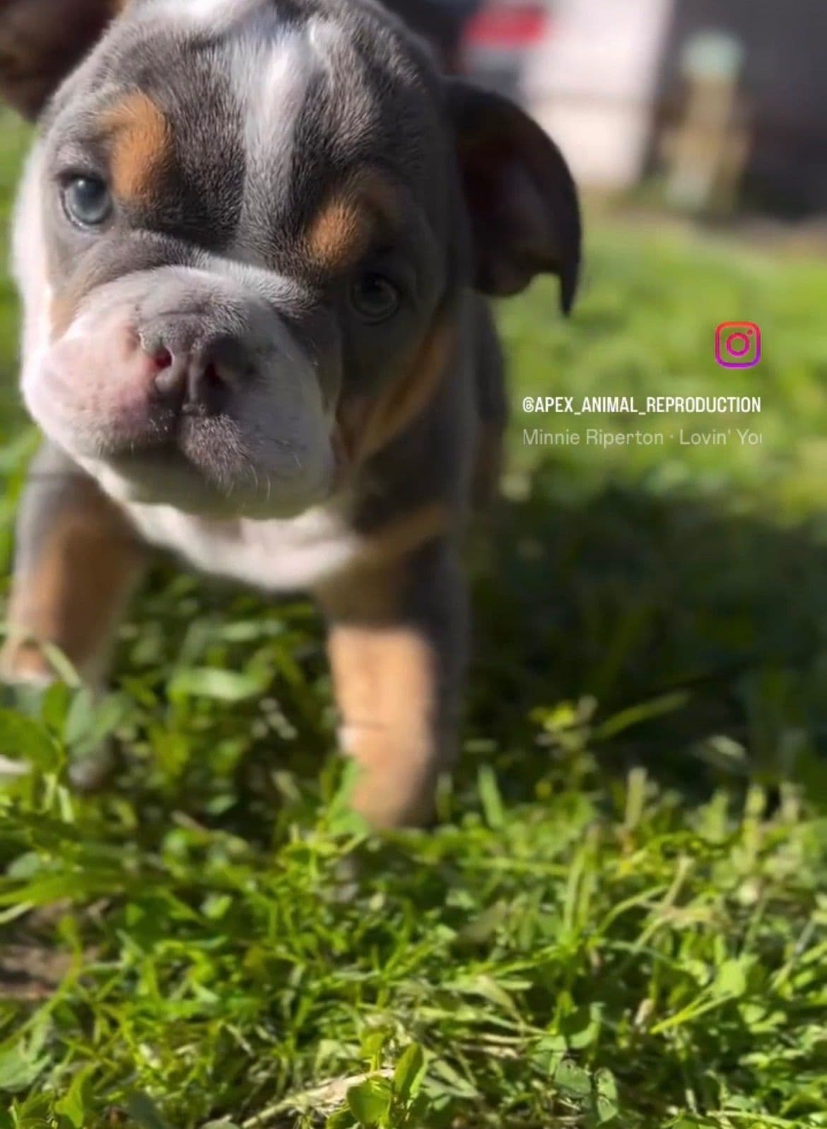Bulldog Puppies breeder image 3