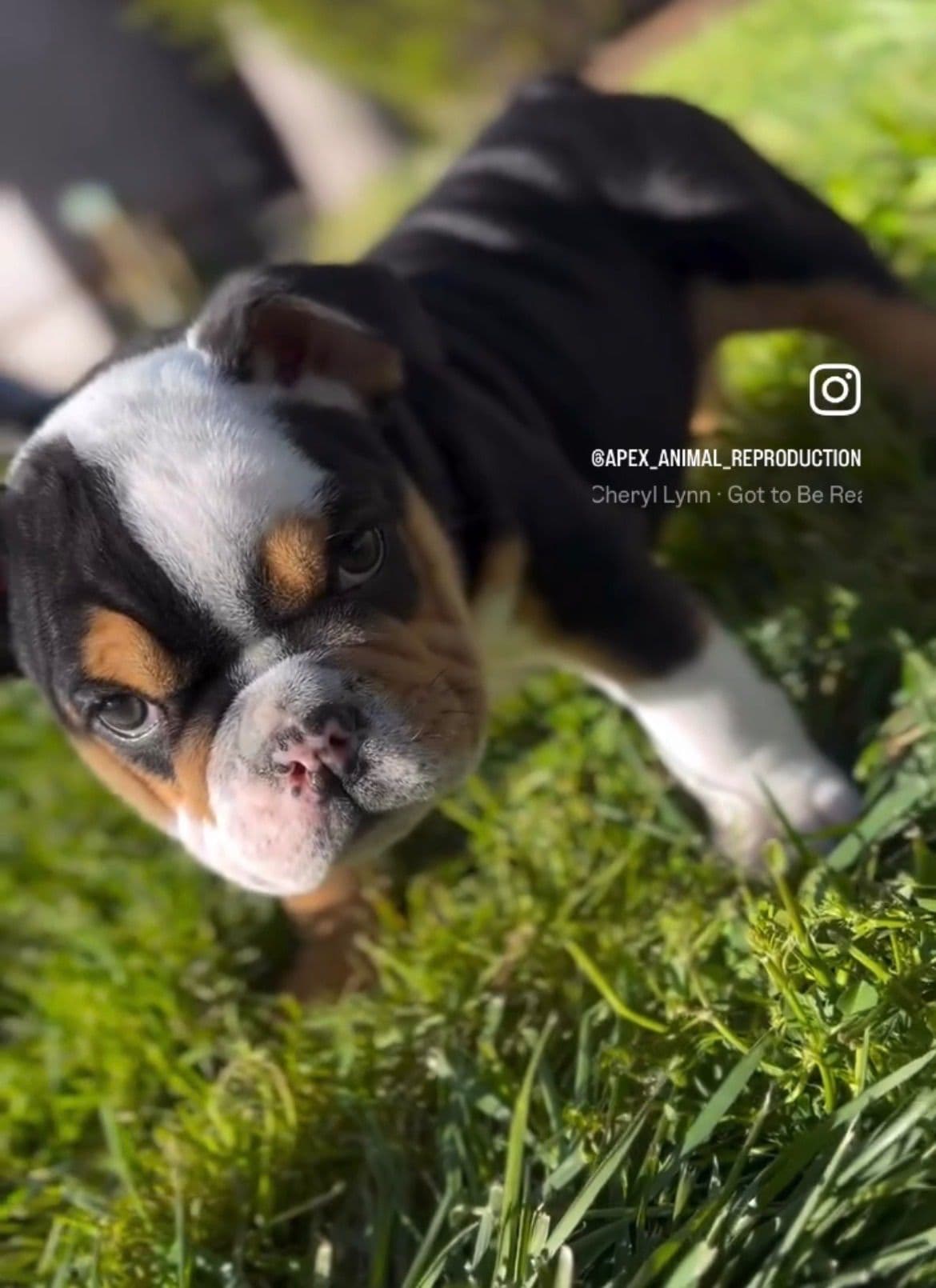 Bulldog Puppies breeder image 5