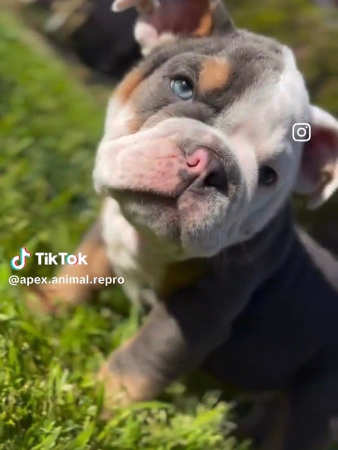 Bulldog Puppies breeder image 7