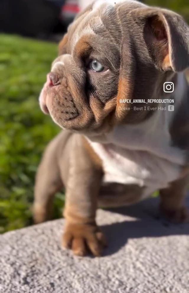 Bulldog Puppies media 7