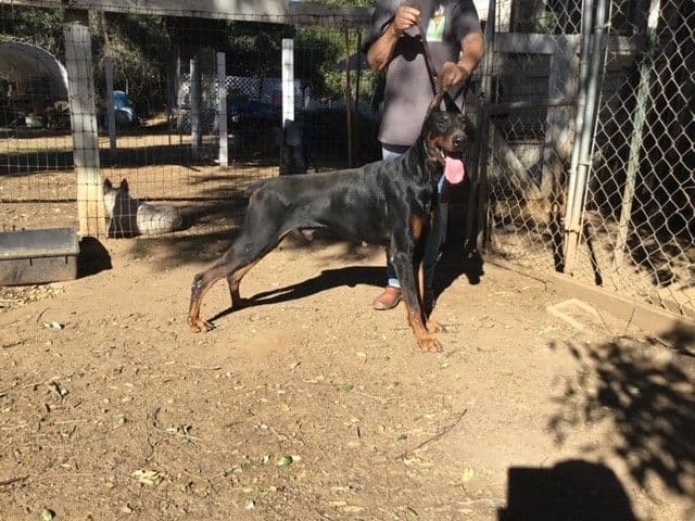 Doberman Pinscher Puppies media 2