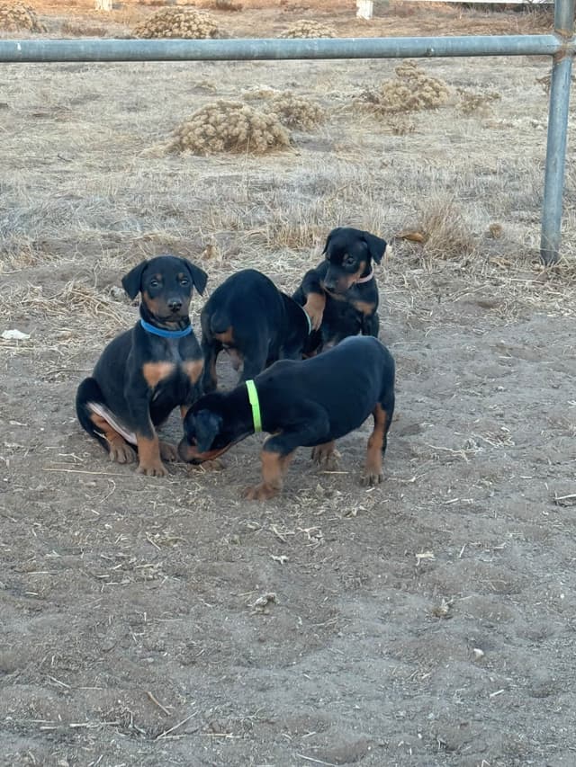 Doberman Pinscher Puppies media 3