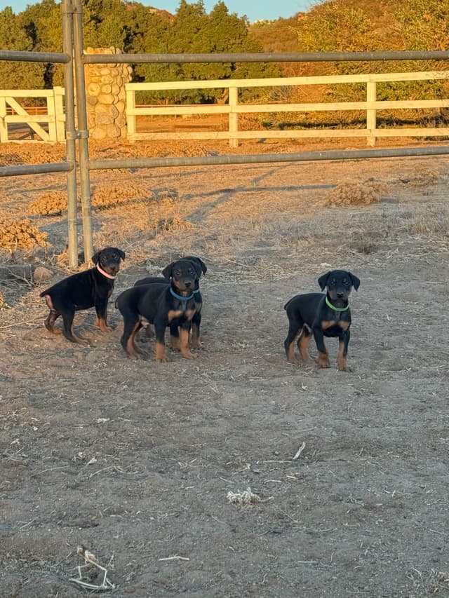 Doberman Pinscher Puppies media 4