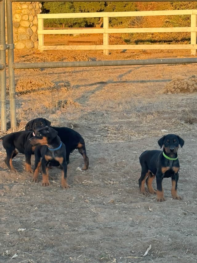 Doberman Pinscher Puppies media 5