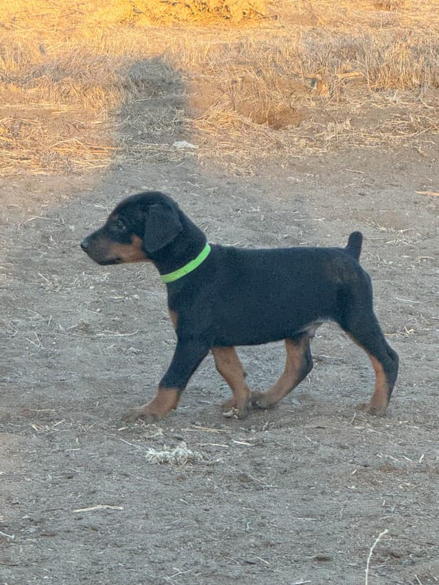 Doberman Pinscher Puppies media 6