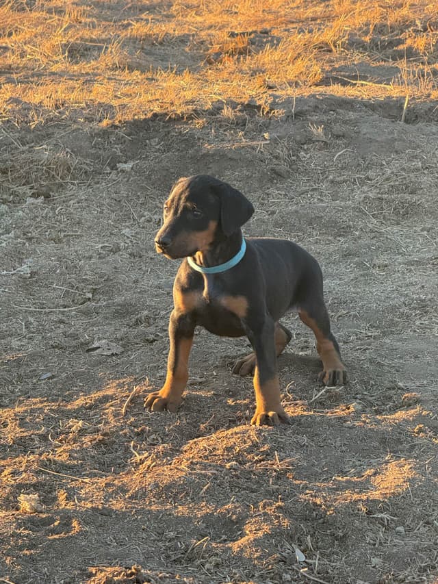 Doberman Pinscher Puppies media 9