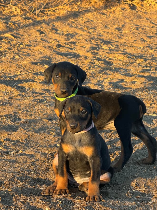 Doberman Pinscher Puppies media 10