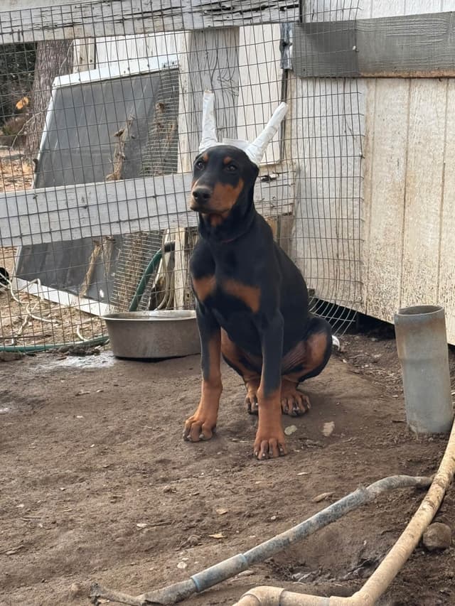 Doberman Pinscher Puppies media 11