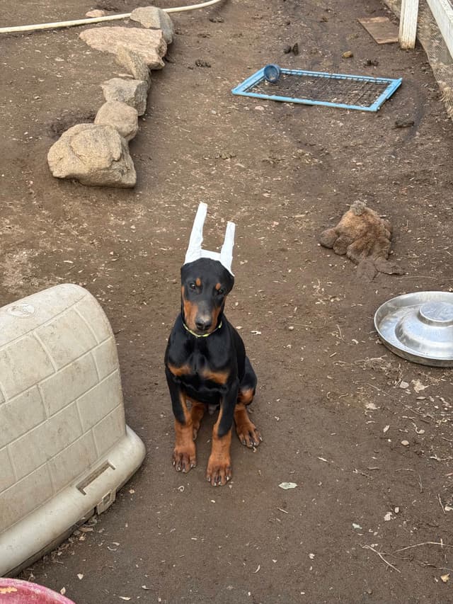 Doberman Pinscher Puppies media 12