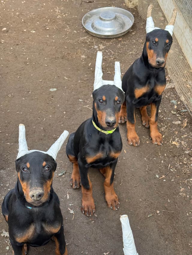 Doberman Pinscher Puppies media 13