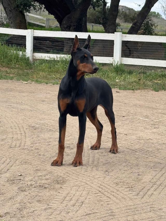 Doberman Pinscher Puppies media 15