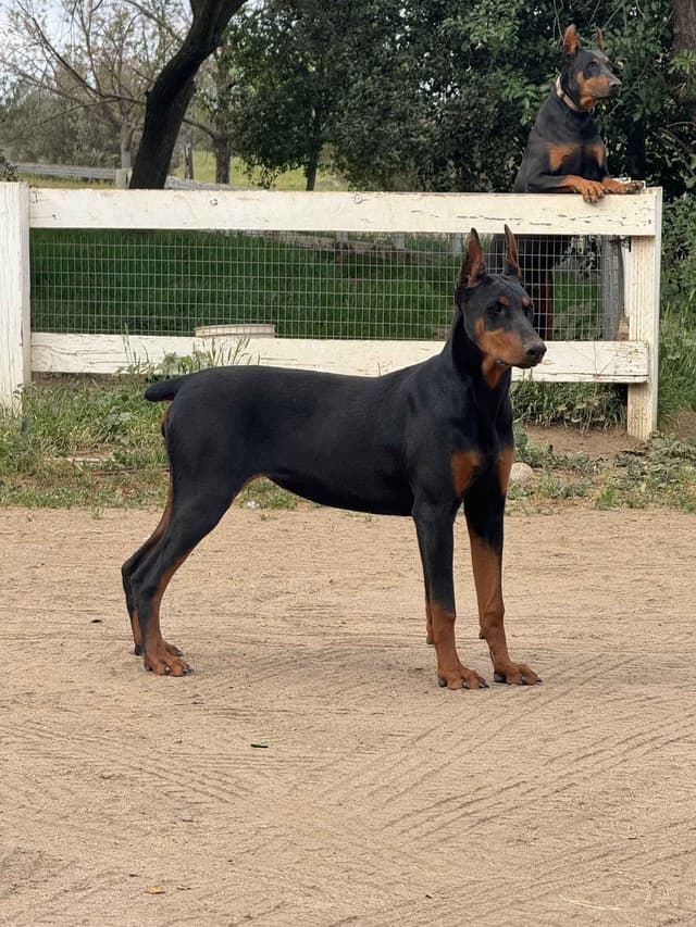 Doberman Pinscher Puppies media 16