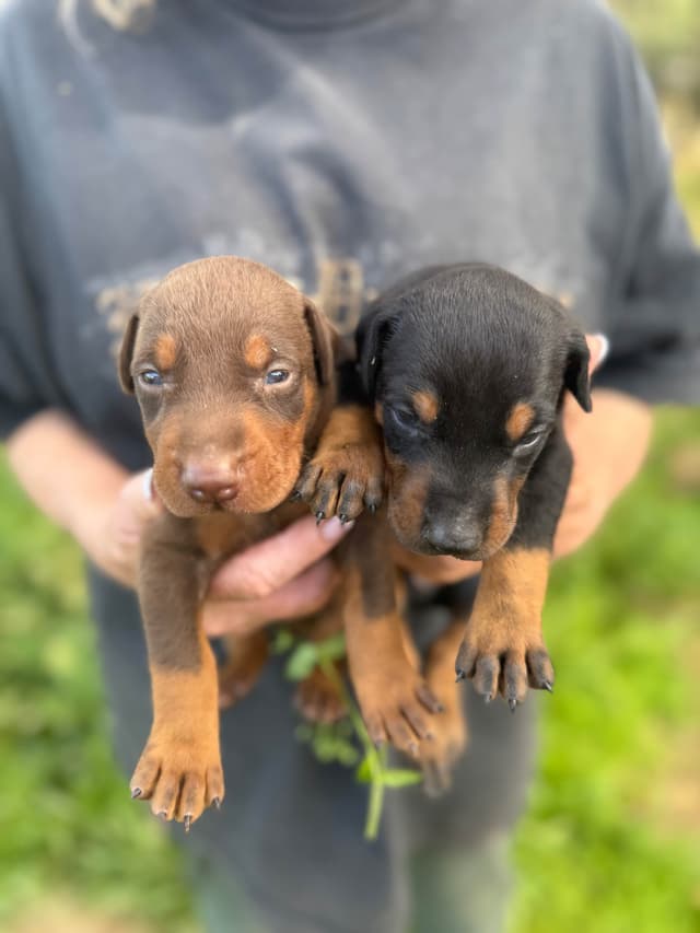 Doberman Pinscher Puppies media 9