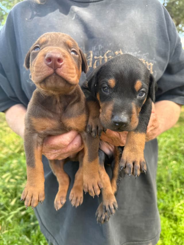 Doberman Pinscher Puppies media 12