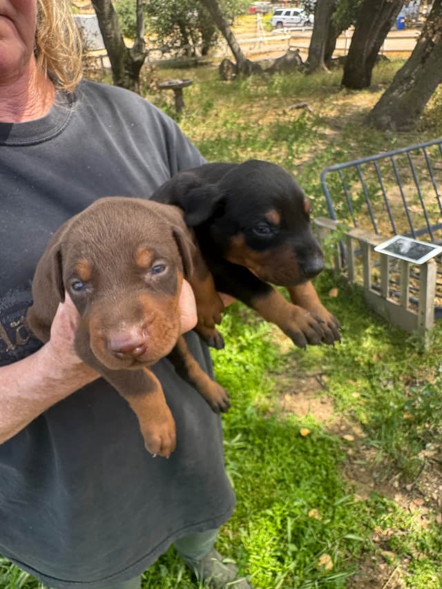 Doberman Pinscher Puppies media 11