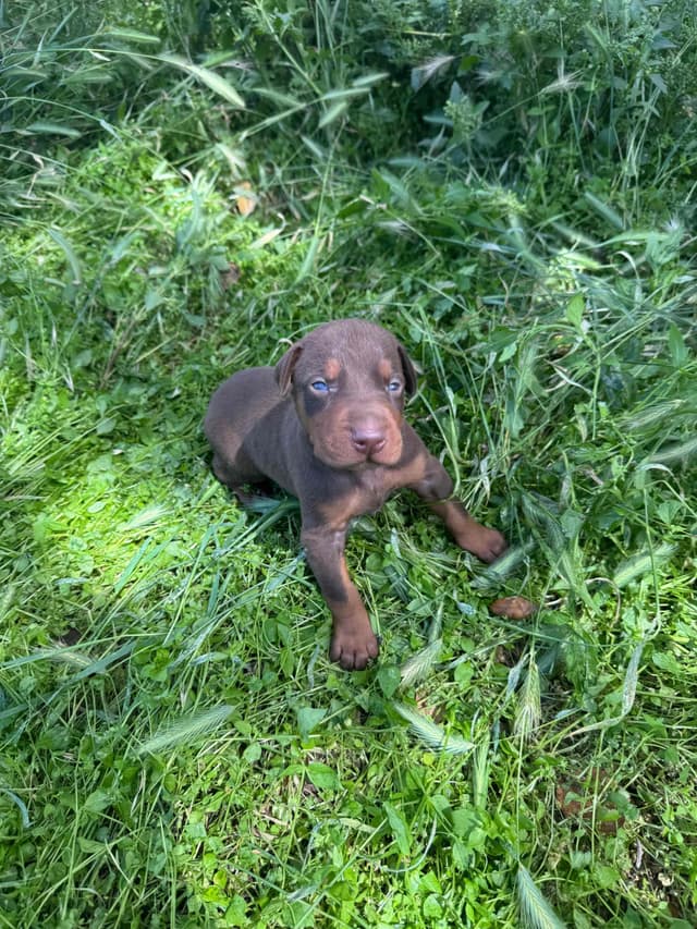 Doberman Pinscher Puppies media 10