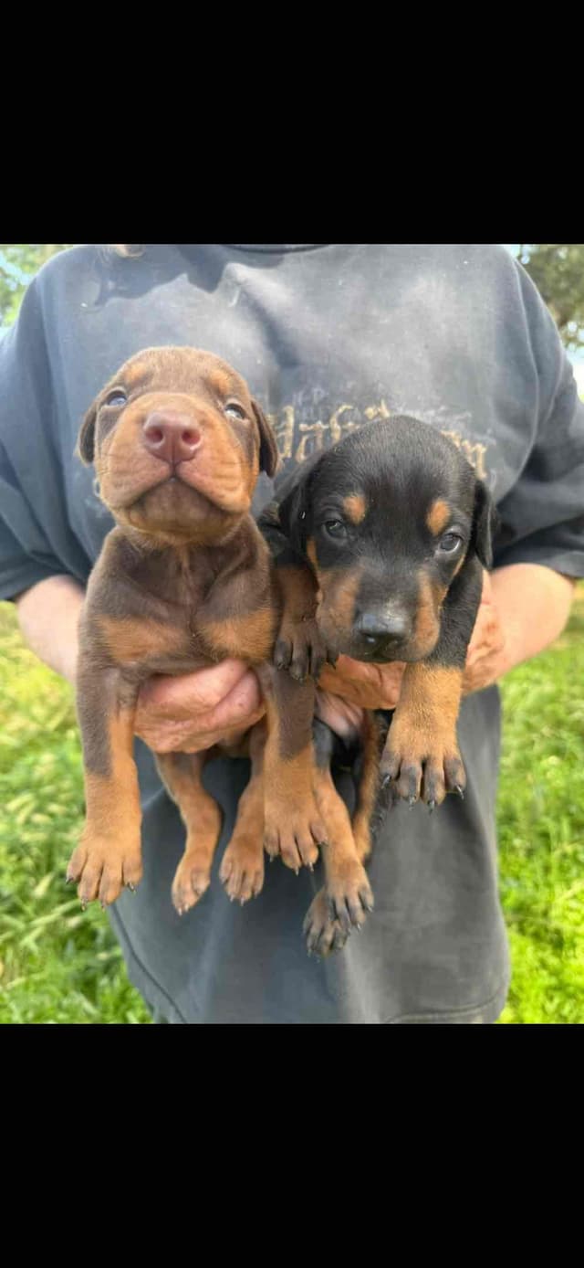 Doberman Pinscher Puppies media 13