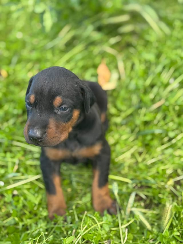 Doberman Pinscher Puppies media 14